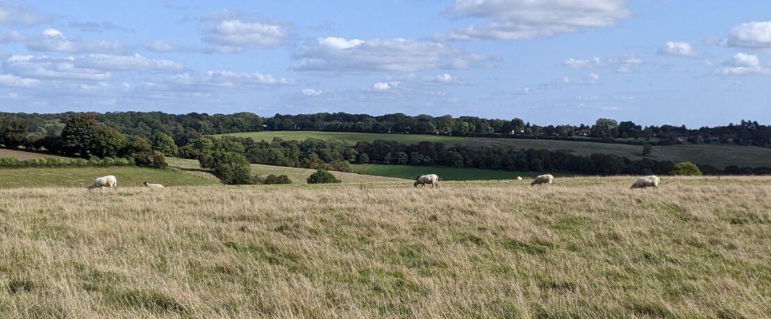 beautiful grassy field with sheep and lovely views into the distance