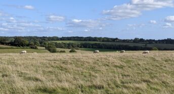 beautiful grassy field with sheep and lovely views into the distance