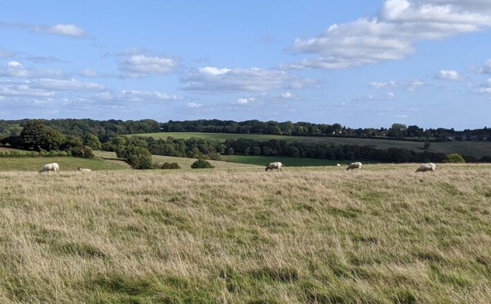 beautiful grassy field with sheep and lovely views into the distance