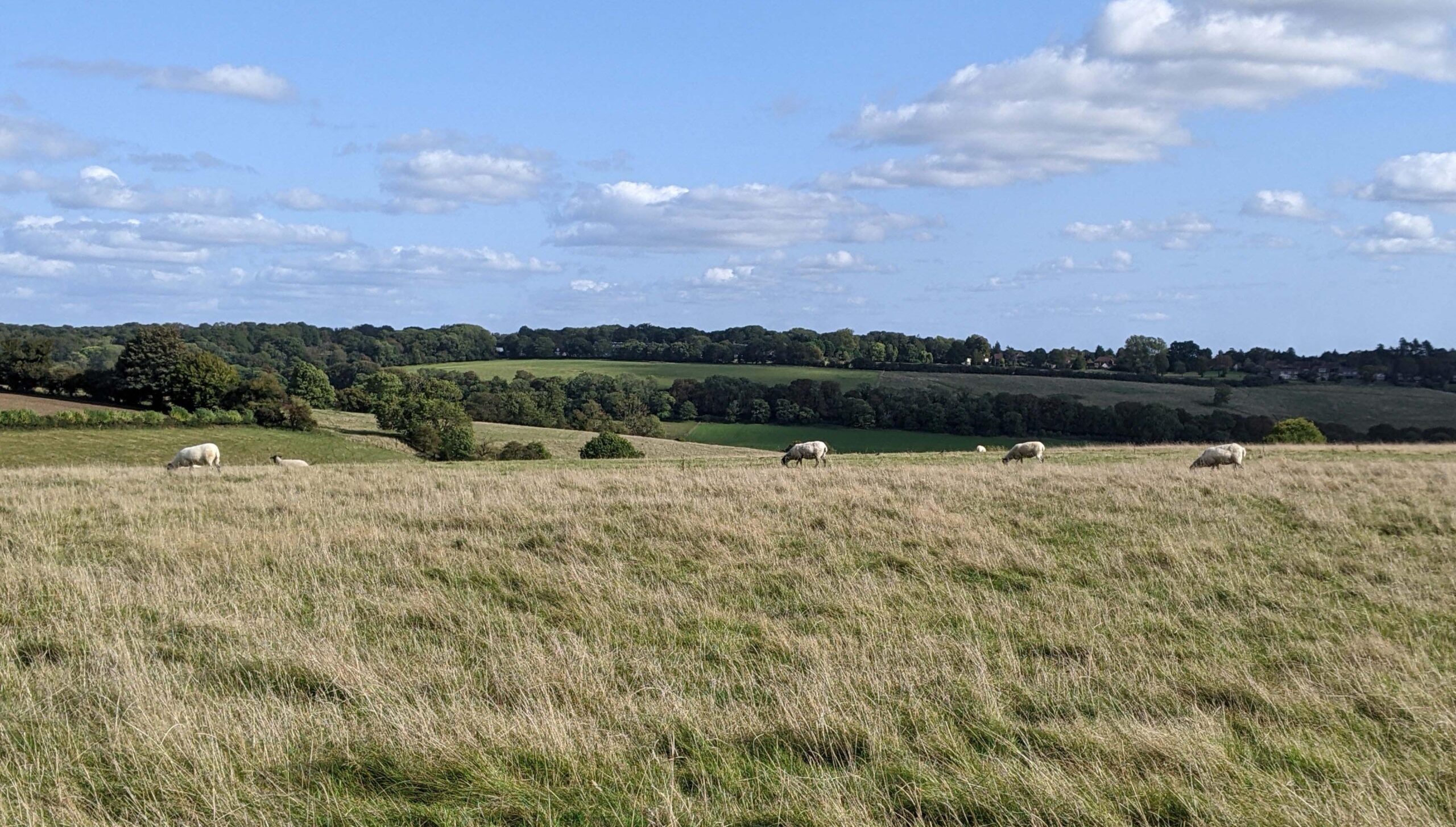 beautiful grassy field with sheep and lovely views into the distance
