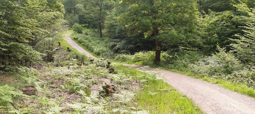 an undulating footpath through lush woodland