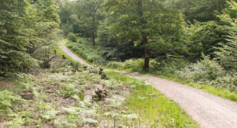 an undulating footpath through lush woodland
