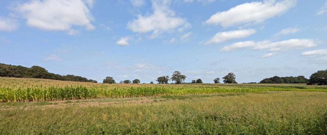 lush green fields, crops, and trees under a sunny blue sky with puffy white clouds