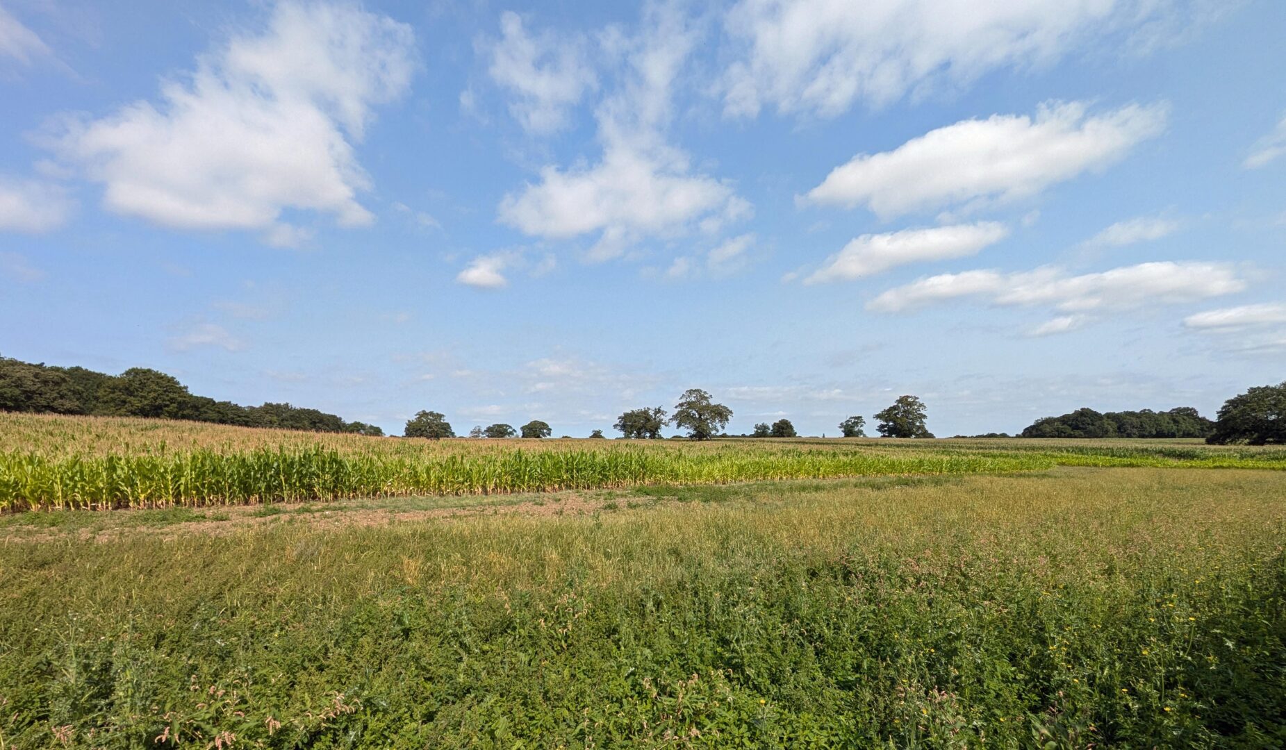 lush green fields, crops, and trees under a sunny blue sky with puffy white clouds