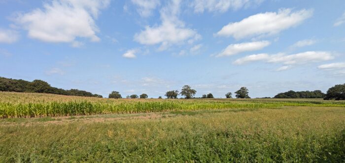 lush green fields, crops, and trees under a sunny blue sky with puffy white clouds