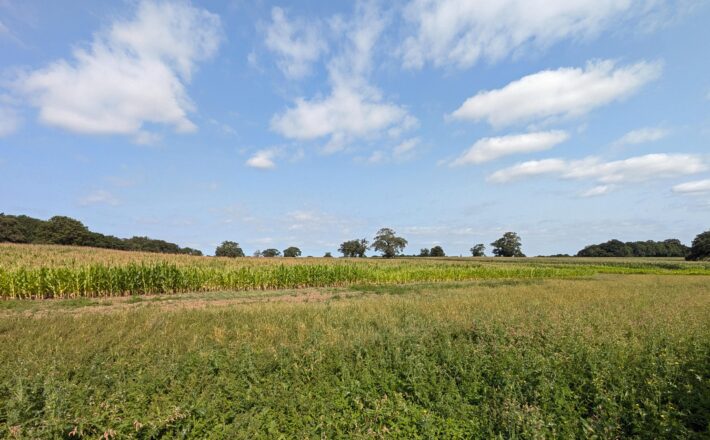 lush green fields, crops, and trees under a sunny blue sky with puffy white clouds