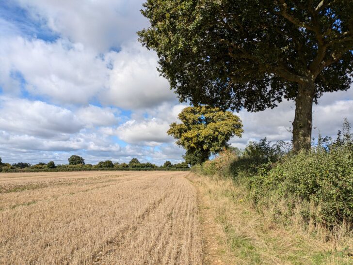 wide open landscape with trees, hedgerow and field