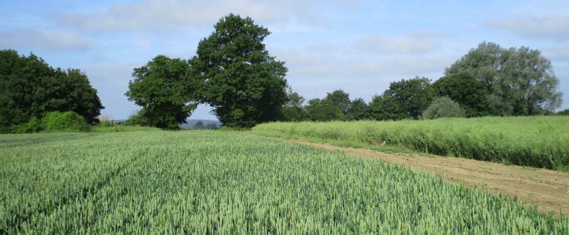 attractive farmland with lush crop and woodland in the distance
