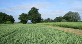 attractive farmland with lush crop and woodland in the distance