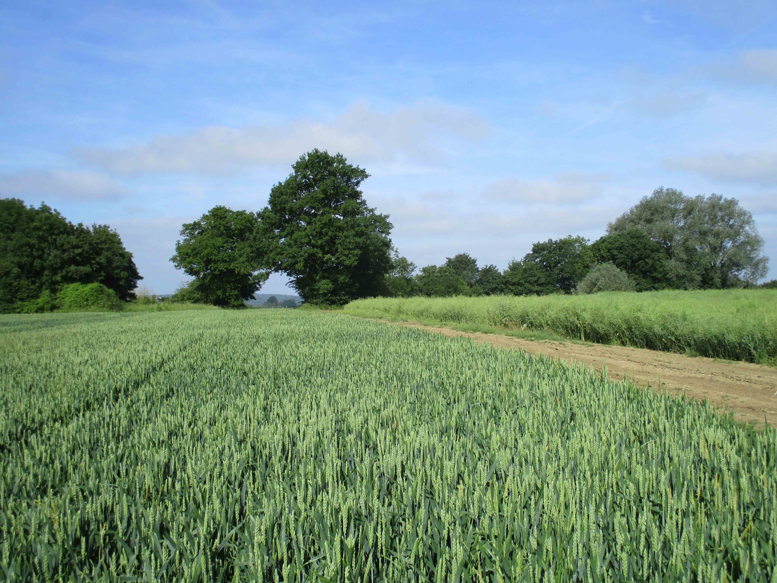 attractive farmland with lush crop and woodland in the distance