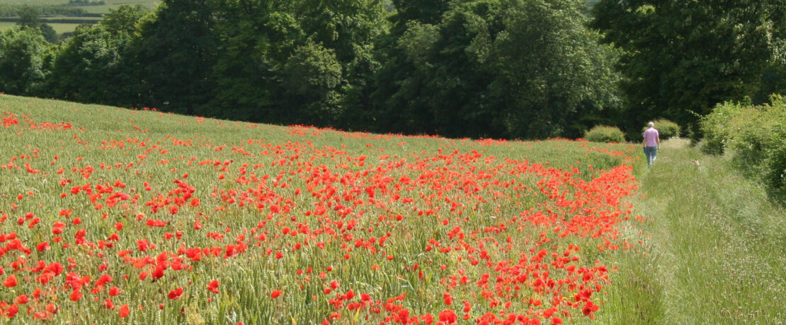 walker on a footpath alongside field of vibrant red poppies