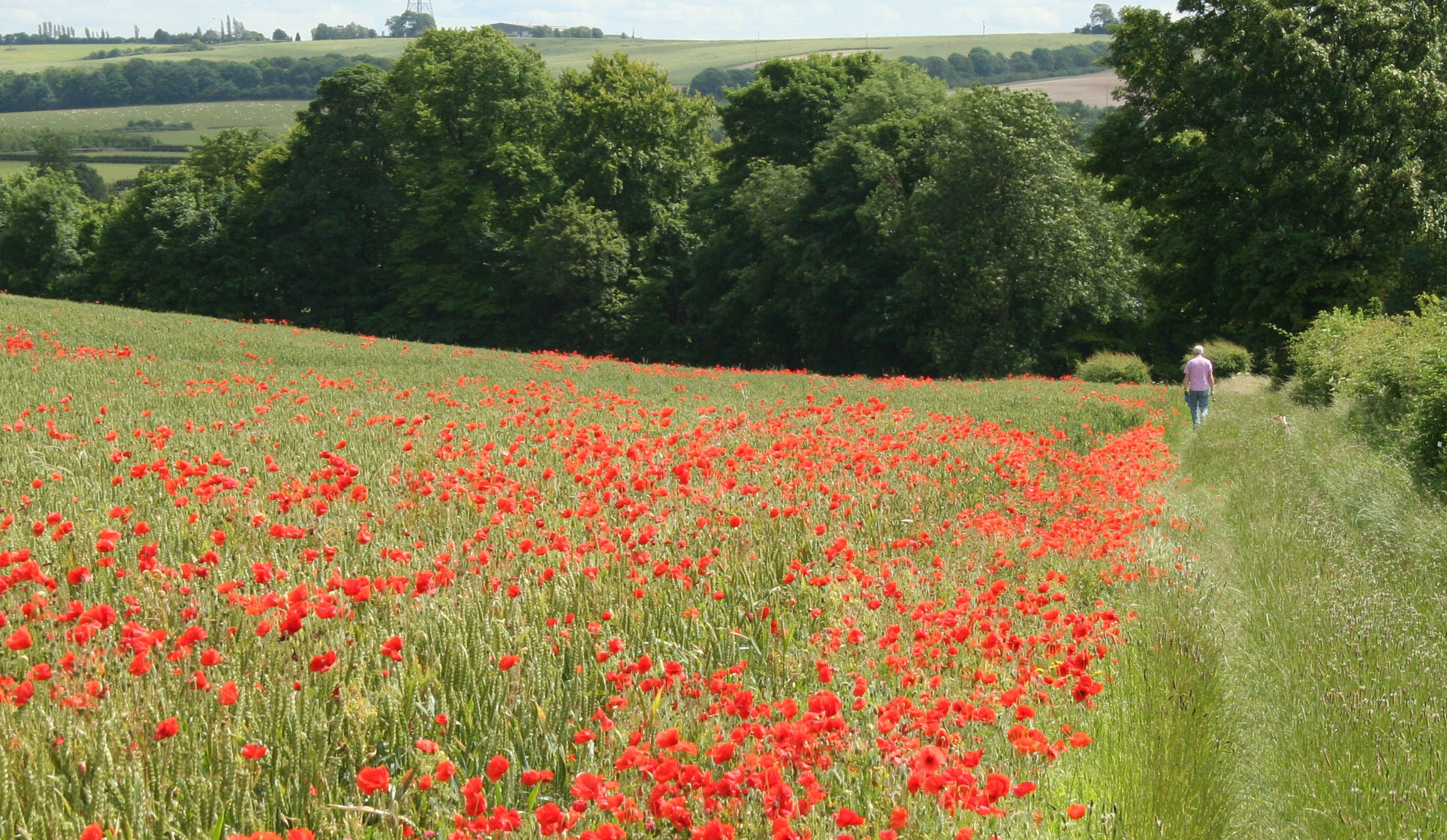 walker on a footpath alongside field of vibrant red poppies