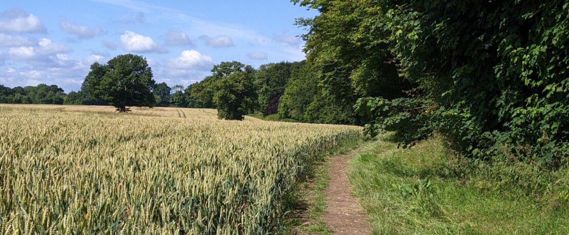 pretty landscape with footpath alongside a field and some trees under a sunny sky