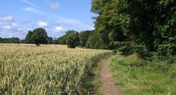 pretty landscape with footpath alongside a field and some trees under a sunny sky