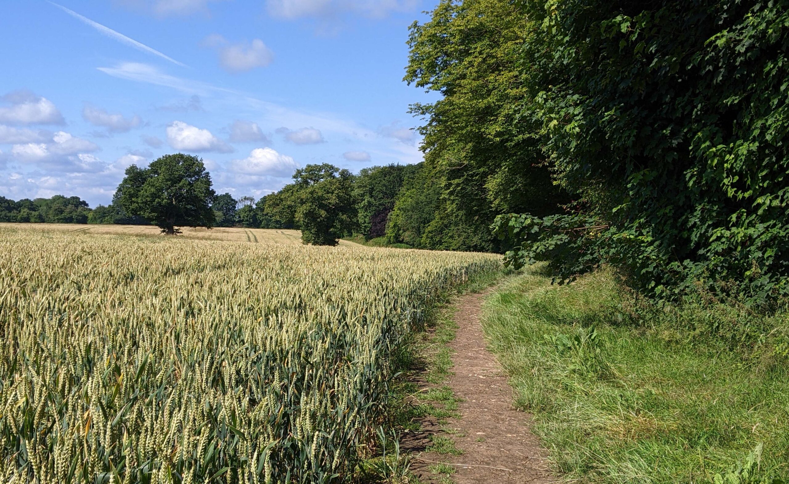 pretty landscape with footpath alongside a field and some trees under a sunny sky