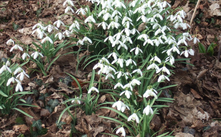 cluster of lovely white snowdrops blooming amidst fallen leaves