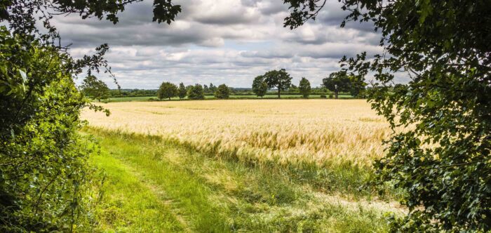 green landscape with fields, hedgerows and trees