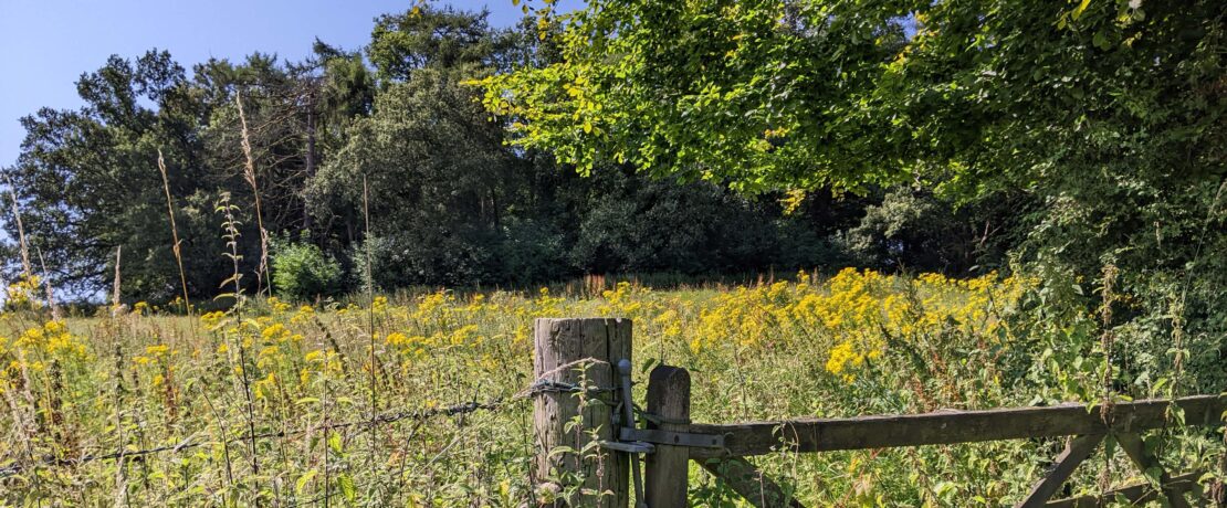 wooden farm gate leading to meadow full of wildflowers