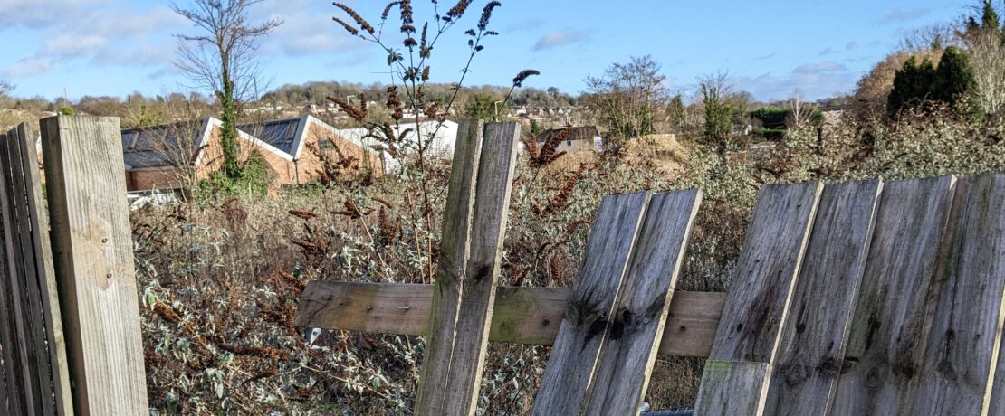 an overgrown derelict site