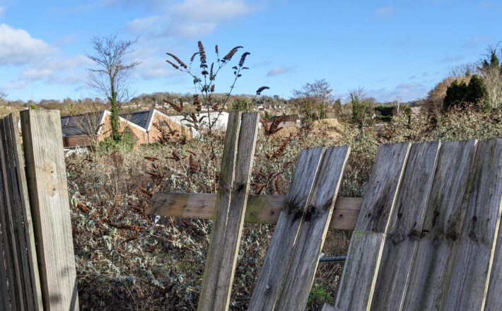 an overgrown derelict site