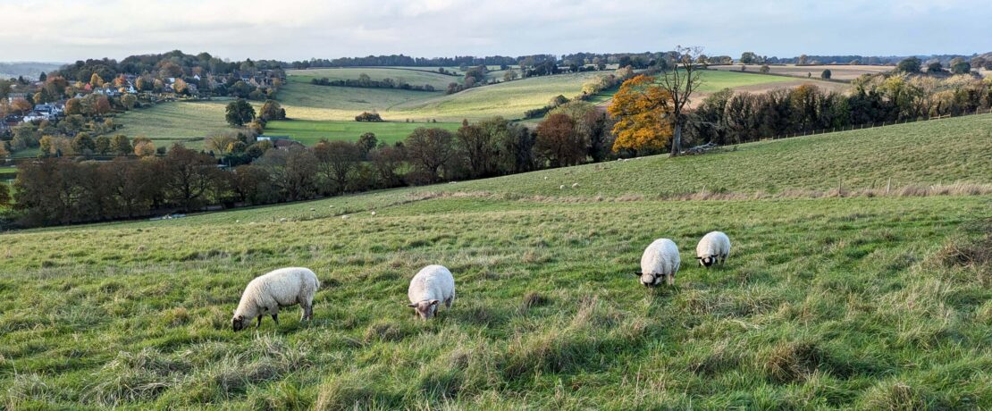 fluffy white sheep in grassy green pasture, with spectacular view of hills in the distance