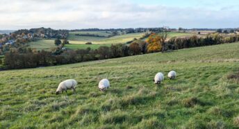 fluffy white sheep in grassy green pasture, with spectacular view of hills in the distance