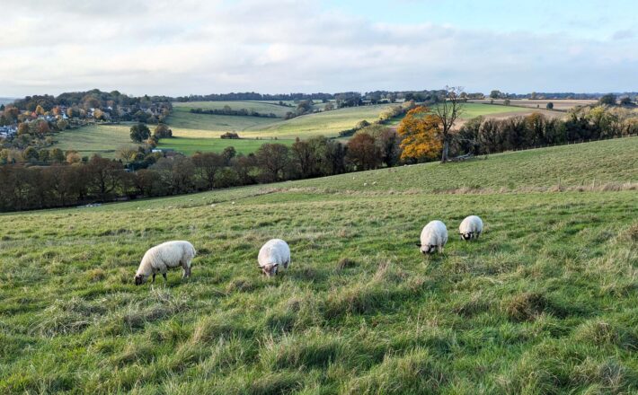 fluffy white sheep in grassy green pasture, with spectacular view of hills in the distance
