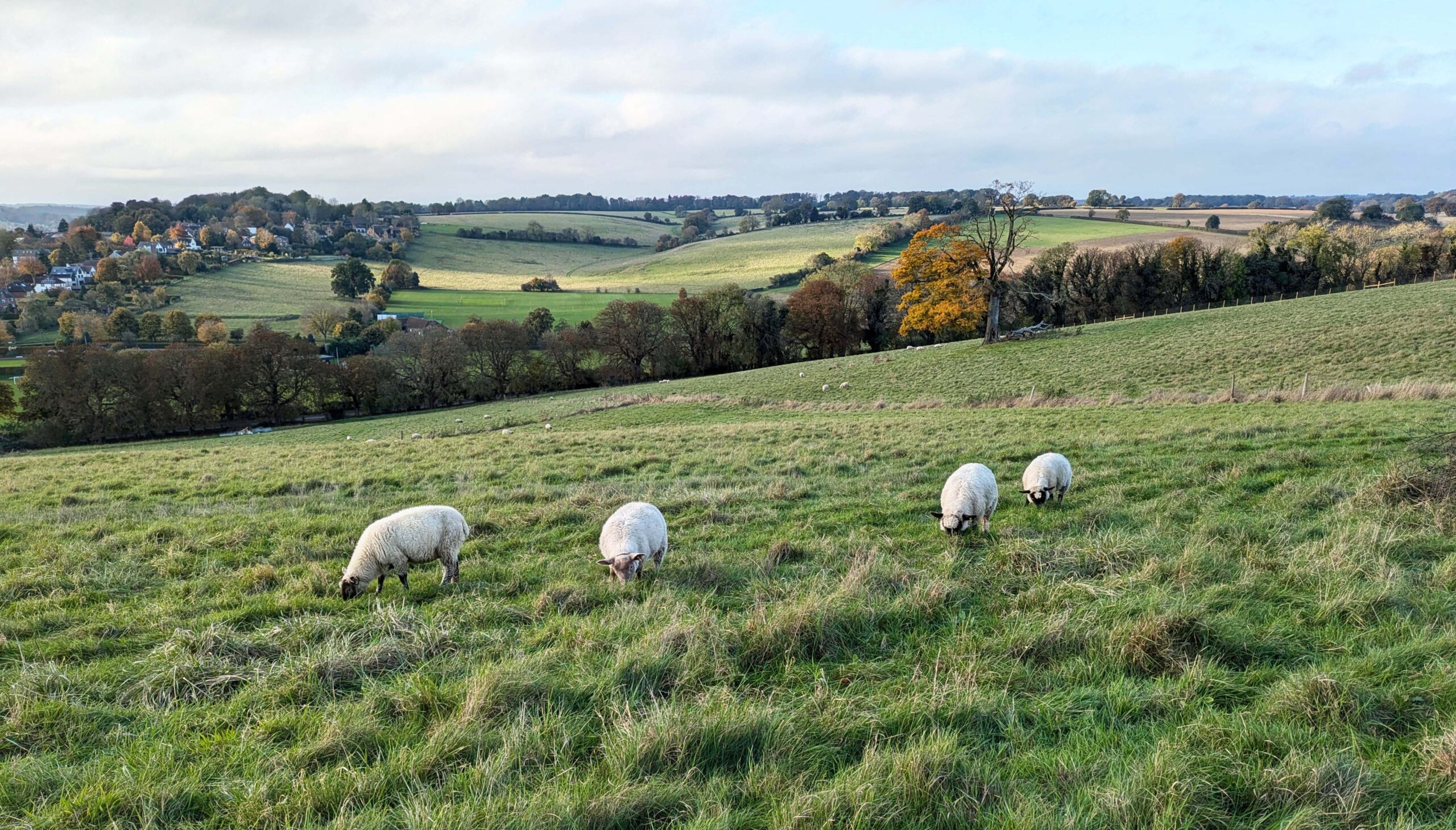 fluffy white sheep in grassy green pasture, with spectacular view of hills in the distance