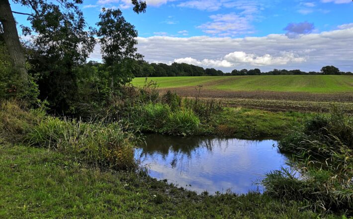 beautiful landscape with green fields, trees and a pond