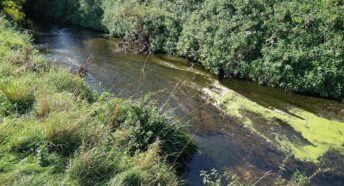 a stream with algae and pollution