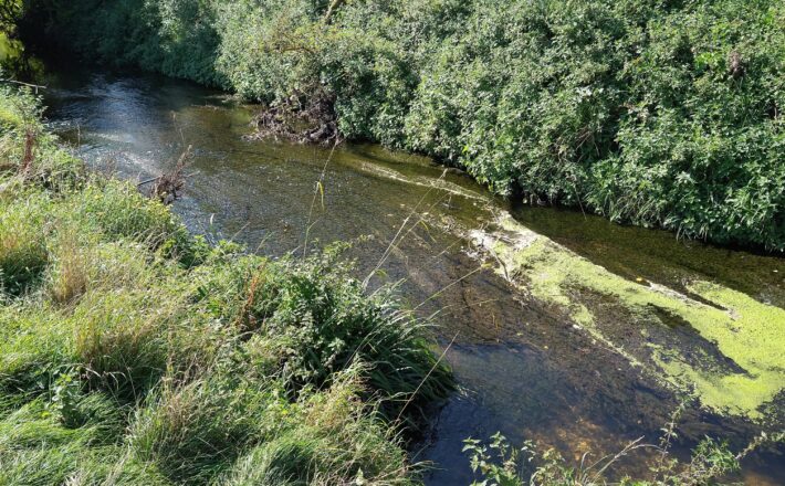 a stream with algae and pollution