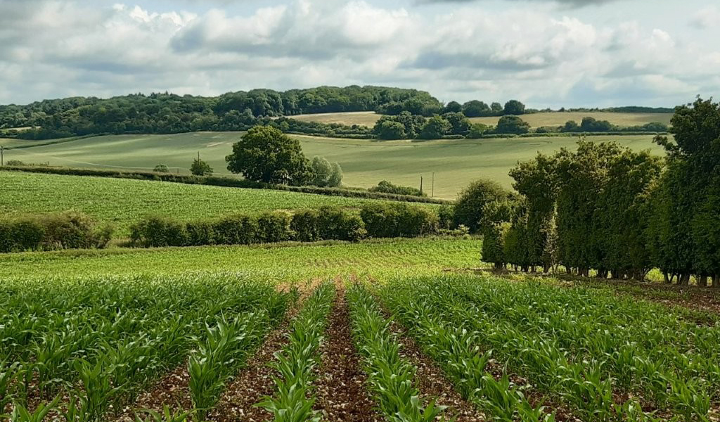 fabulous long distance view over farmland, hedgerows and tree belts