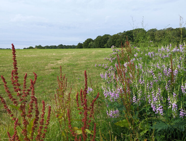 red and purple wildflowers on the margins of a grassy field with woodland in the distance