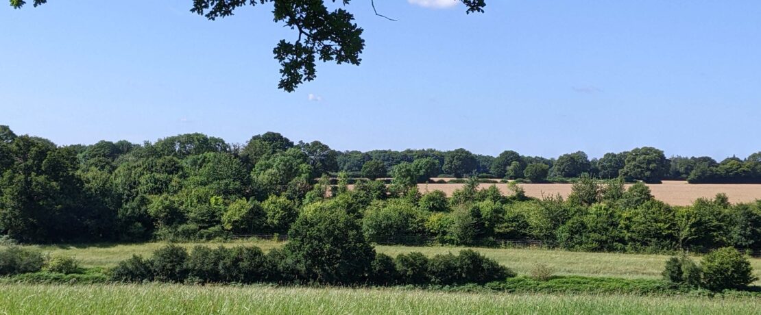 beautiful green landscape with grassy fields, hedgerows and woodland