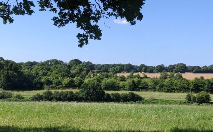 beautiful green landscape with grassy fields, hedgerows and woodland