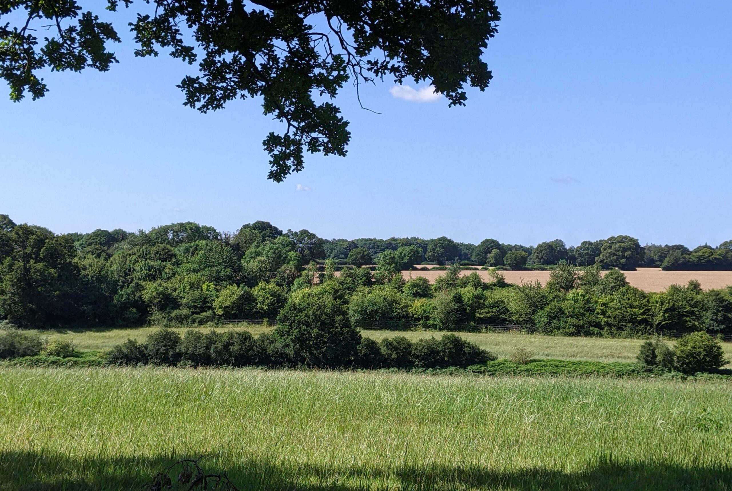 beautiful green landscape with grassy fields, hedgerows and woodland