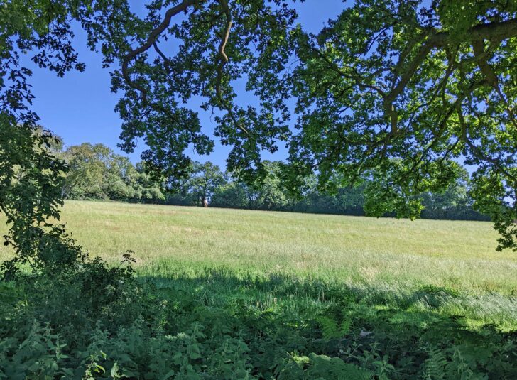grassy green field rimmed with lush trees and foliage