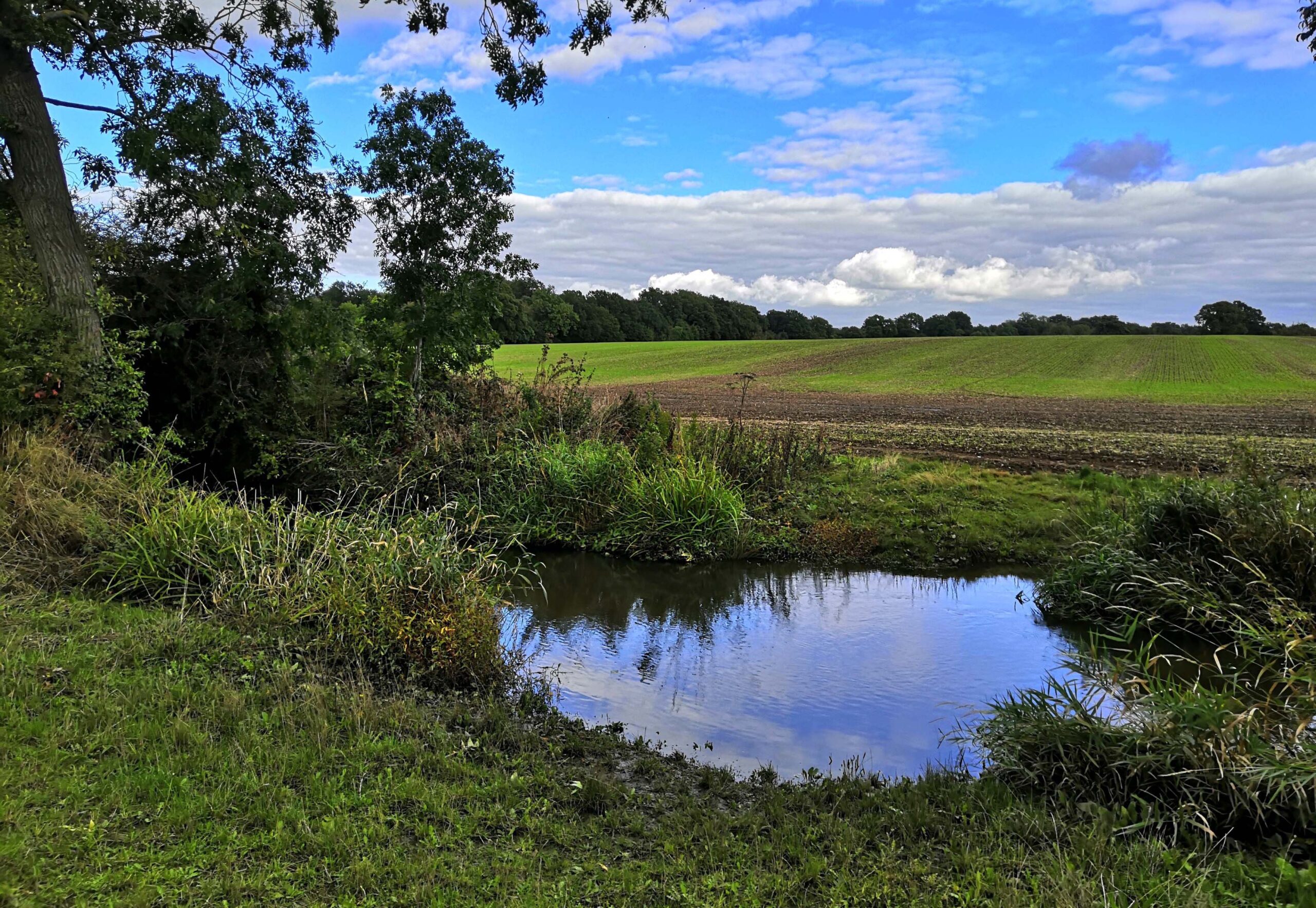 a small pond, copse of trees and green arable fields stretching away in the distance to a woodland