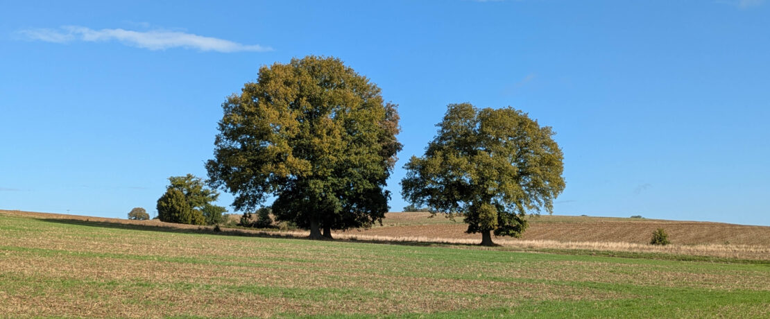 green fields and trees under a sunny sky