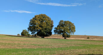 green fields and trees under a sunny sky