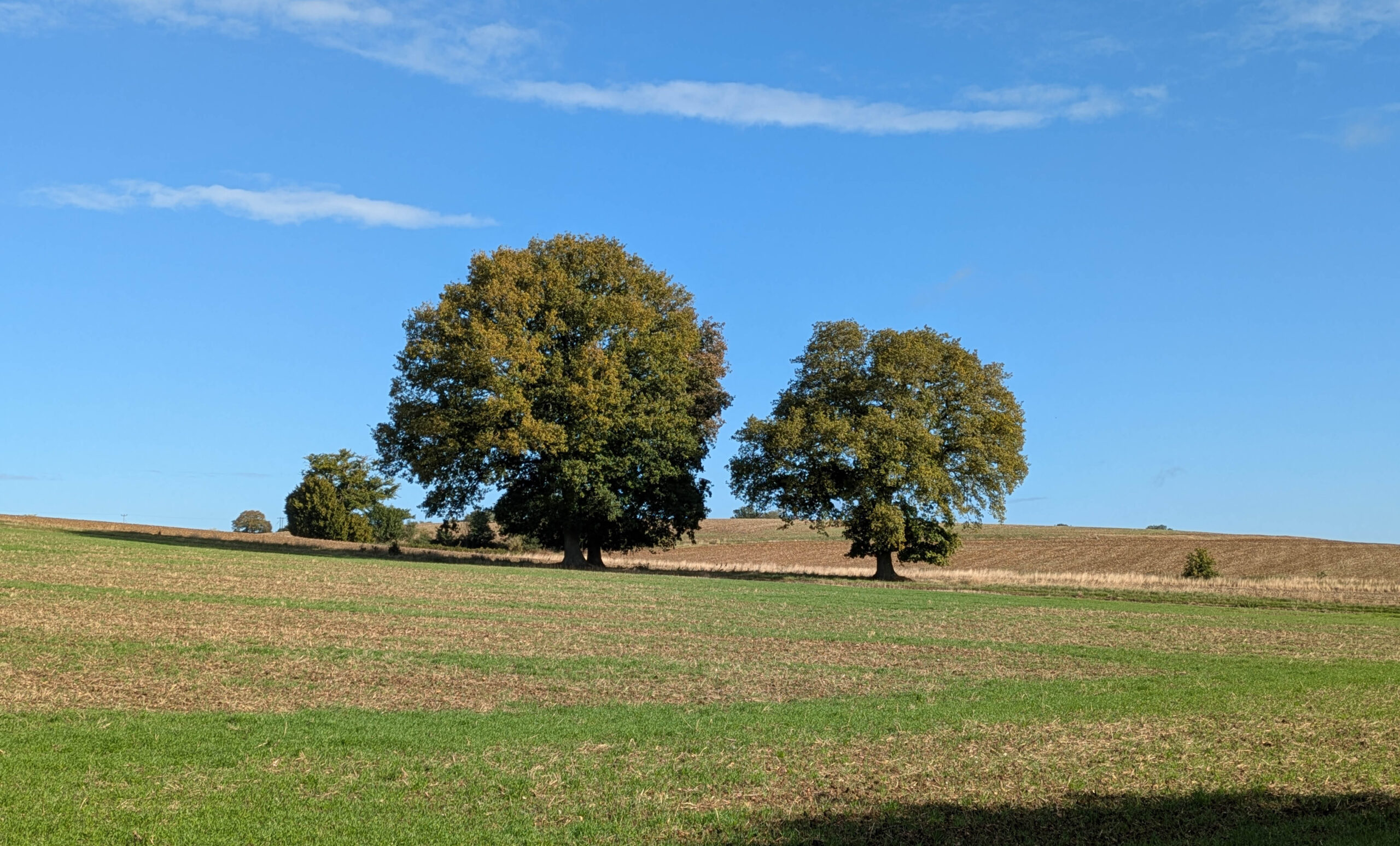green fields and trees under a sunny sky