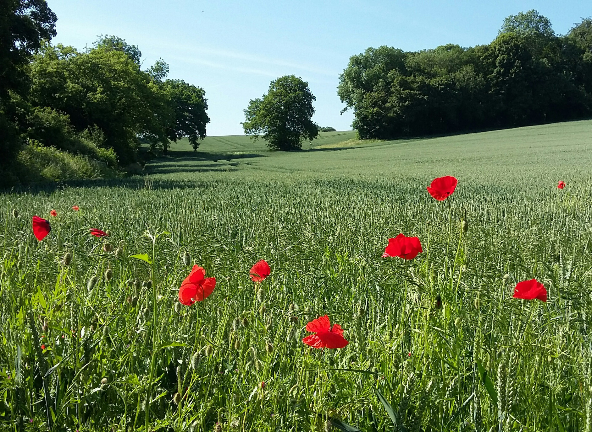 bright red poppies in a green gently-sloping arable field with trees in the distance
