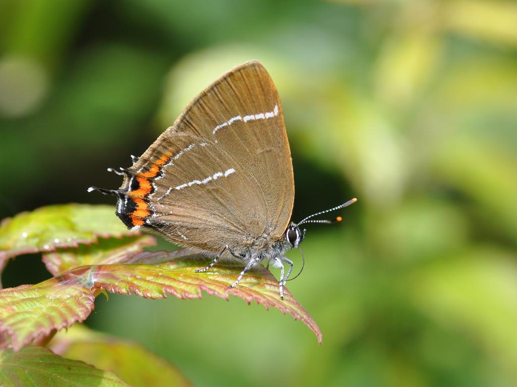 a brown butterfly with striking white and orange colours