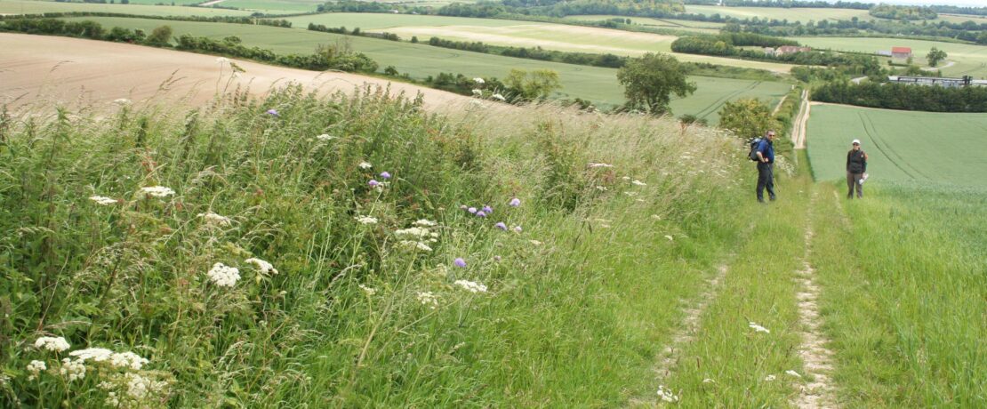 two walkers alongside a hedgerow, with other hedgerows visible across several distant fields