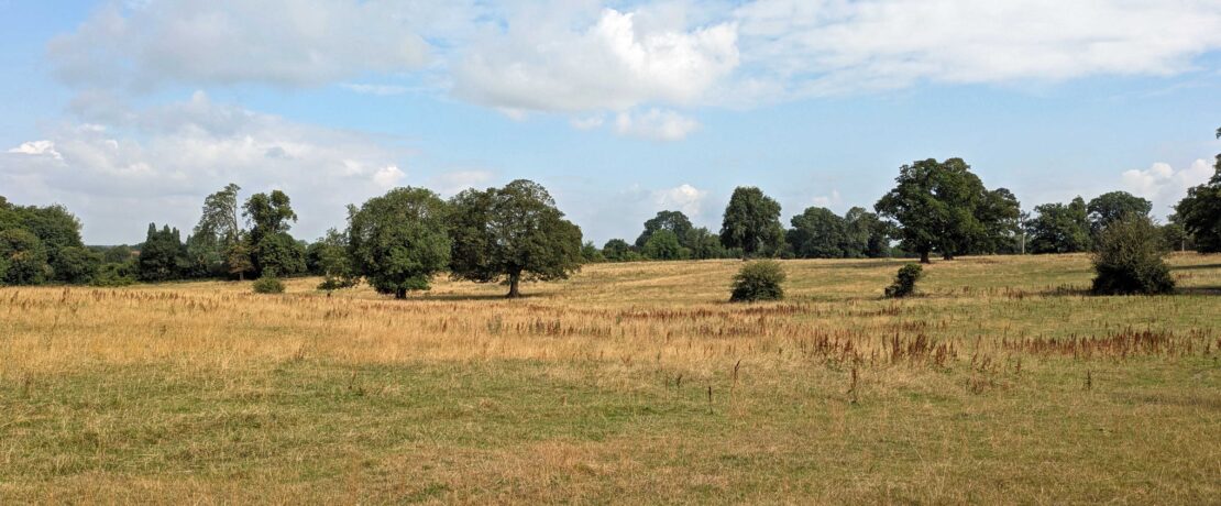 green fields with scattered trees