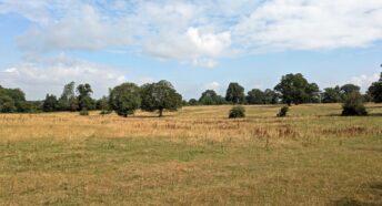 green fields with scattered trees