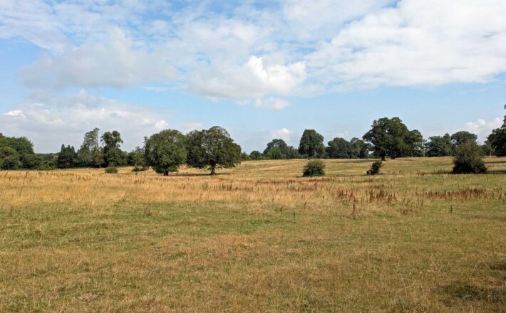 green fields with scattered trees