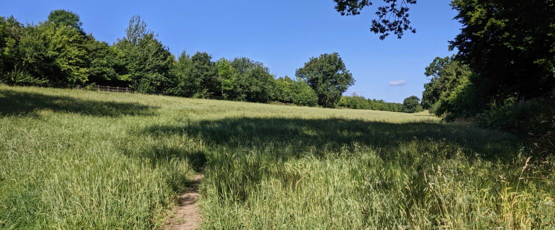 lush green fields and a row of trees under a sunny blue sky