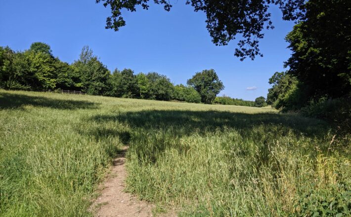 lush green fields and a row of trees under a sunny blue sky