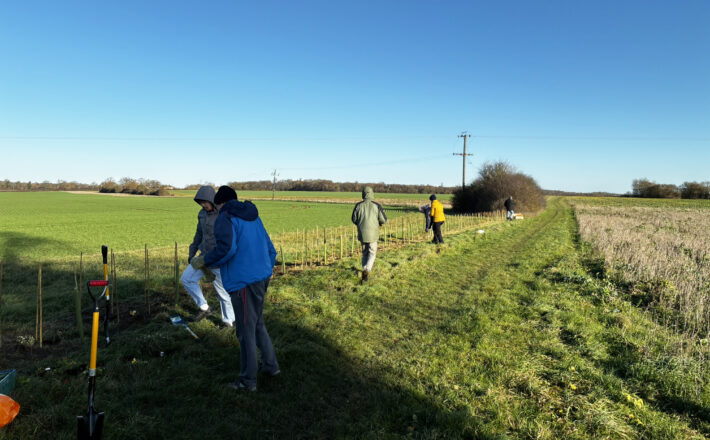 volunteers planting a new hedgerow